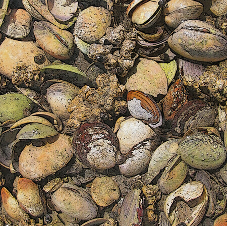 A Mess of Clams