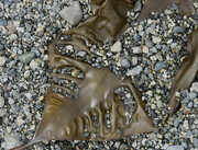 Kelp under Stones