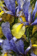 Luscious Irises