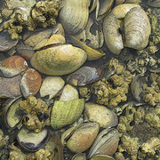 Seashells on Pat Bay