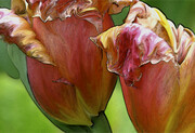 Tulips Evolving